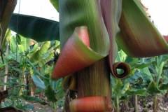 7405 13-3 Bananas