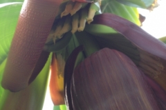 7407 13-3 Bananas