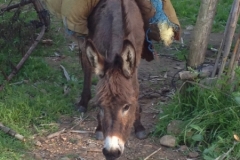 7425 14-3 donkey