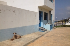 7489 18-3 Sunbathing goat
