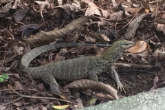 4065 24-11-18 lizard