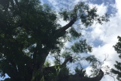 4066 24-11-18 tree