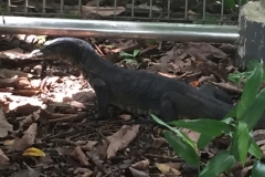 4069 24-11-18 lizard