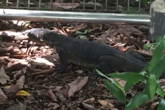4070 24-11-18 lizard