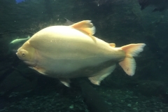 4134 29-11-18 fish