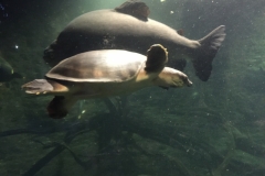 4136 29-11-18 turtle and fish