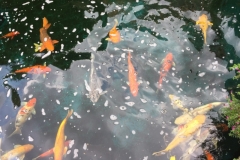 4180 4-12-18 Koi