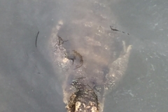 4293- 8-12-18  lizard