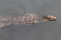 4294- 8-12-18  lizard