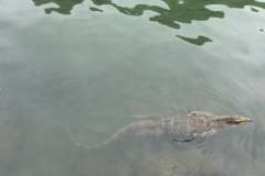 4295- 8-12-18  lizard