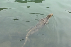 4296- 8-12-18  lizard
