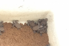 4329 - 10-12-18 turtles