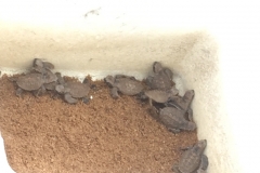 4330 -10-12-18 turtles