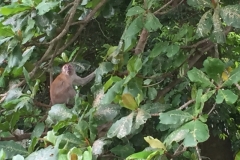 4337 - 10-12-18 Monkey