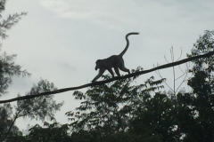 4338 -10-12-18 Monkey