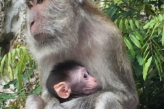 4406 -13-12-18 monkeys