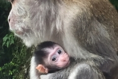 4407 -13-12-18 monkeys