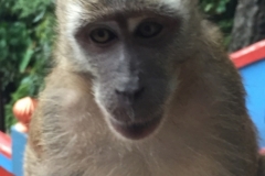 4416 -13-12-18 monkeys