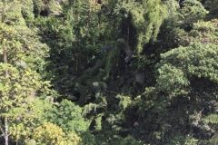 4470 -18-12-18 Trees