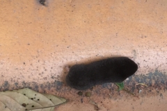 4486 -18-12-18 mole