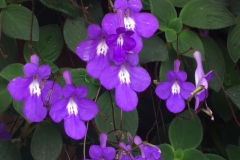 4515 -20-12-18 flowers