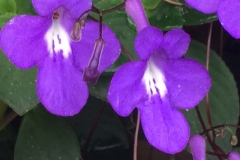 4516 -20-12-18 flowers