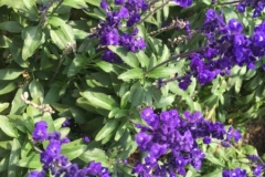 4522 -20-12-18 flowers