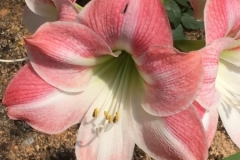 4523 -20-12-18 flowers