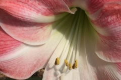 4524 -20-12-18 flowers