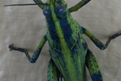 4546 -21-12-18 insect