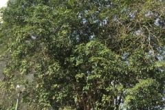 4578 -22-12-18 tree