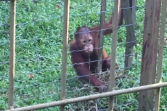 4599 -23-12-18 Orangutang