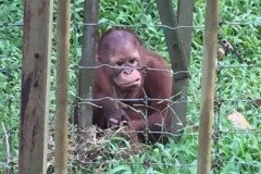 4601 -23-12-18 Orangutang