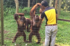 4604 -23-12-18 Orangutang