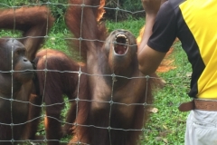 4605 -23-12-18 Orangutang