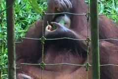 4608 -23-12-18 Orangutang