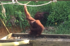 4610 -23-12-18 Orangutang