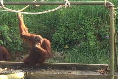 4611 -23-12-18 Orangutang