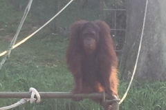 4612 -23-12-18 Orangutang