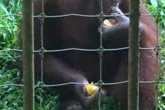 4613 -23-12-18 Orangutang
