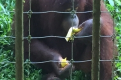 4614 -23-12-18 Orangutang