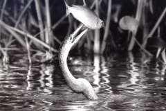 0827 heron and fish picture Toledo