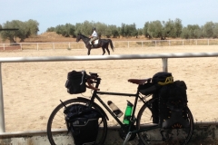 0876 dressage