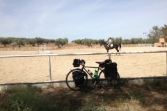 0878 dressage