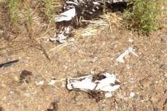 0884 sheep bones