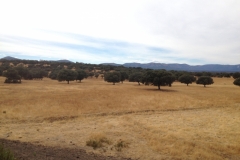 0895 trees
