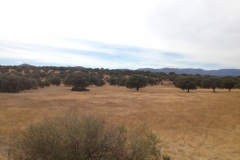 0896 trees