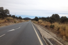 0897 road trees