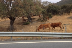 0899 cows