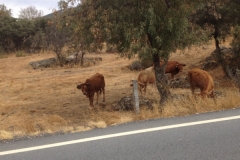 0900 cows